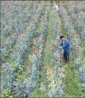  ?? ANDY ZAPATA JR. ?? Farmers check rose buds at a flower farm in Barangay Bahong, La Trinidad, Benguet on Monday.