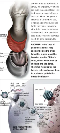  ??  ?? GENE THERAPY USING A VIRAL VECTOR sensitive laminae frog bars
sole
hoof wall vector binds to cell membrane viral DNA new gene viral DNA modified DNA injected into viral vector vector is packaged in vesicle viral vector vesicle breaks down, releasing...