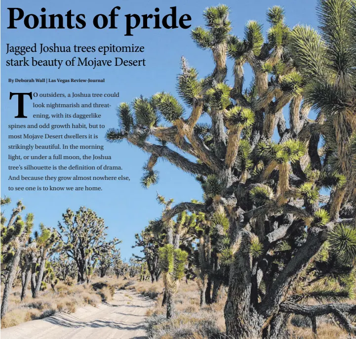  ?? Deborah Wall Las Vegas Review-Journal ?? A healthy stand of Joshua trees flanks a back road in California’s Mojave National Preserve.