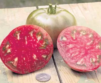  ?? SAM HAMANN / TOMATOMANI­A ?? The heat prevents fruiting in most tomato varieties, including Cherokee Purple tomatoes.
