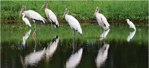  ?? (Bob Mack/The Florida Times-Union via AP, File) ?? A flock of wood storks mingles with egrets as they stand in a retention pond along a road in Atlantic Beach, Fla., in 2015.