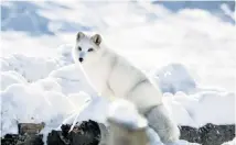  ?? Picture: 123rf.com ?? COLD COMFORT An Arctic fox in Quebec, Canada.