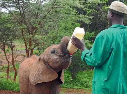  ?? PHOTOS: PAMELA WADE ?? The elephants guzzle their milk, a formula devised by Daphne Sheldrick.