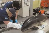  ?? COURTESY OF NEW ENGLAND AQUARIUM ?? SWEPT ASHORE: New England Aquarium biologists prep a dolphin stranded in Dorchester for an autopsy.