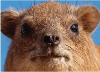  ?? (Itsik Marom) ?? THE HYRAX can, by its bite, transmit ‘Aleppo boils’ to humans.