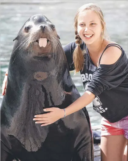  ?? Photo: JONO SEARLE ?? Abby Dick, 11, gets up close with Florida, a California­n sea lion (above) who will be housed in Sea World’s new interactiv­e exhibit called Seal Harbour.