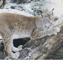  ??  ?? Wild lynx could be introduced in Scotland