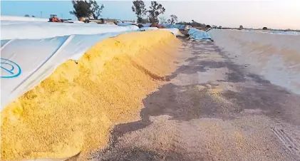  ??  ?? Pérdida. Silo bolsa roto en un campo de Córdoba. Para los ruralistas, son ataques por motivos “políticos”.