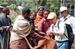  ?? Photo courtesy of the FAO ?? Chinese experts and technician­s dispatched to Ethiopia via China-fao’s South-south Cooperatio­n (SSC) Initiative are showing locals how to diagnose and treat animals. China is one of the first countries to establish an SSC strategic alliance with FAO and is a major participan­t, supporter, and promoter in sharing its advanced technology and experience with other developing countries.