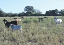  ??  ?? Animales en un piquete ya con poco pasto, por la sequía.