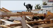  ?? GERALD HERBERT - THE ASSOCIATED PRESS ?? Toby, a search dog for the Boone County, Mo. Urban Search and Rescue team, sniffs through rubble in the aftermath of Hurricane Michael in Mexico Beach, Fla., Wednesday, Oct. 17.