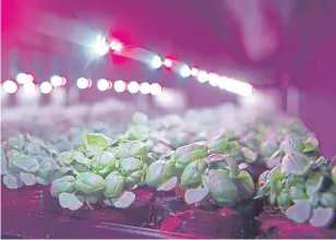  ?? Picture: Kim Cessford. ?? Vertical farming at James Hutton Institute.