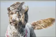  ?? PICTURES: GETTY IMAGES/PA ?? SPRING BLAST: From top, waves crash over the harbour wall in Newhaven as heavy gusts hit the south coast; a cockapoo is blown by the wind on Weston-super-Mare beach, Somerset.