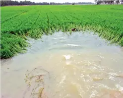  ??  ?? Crops under water in a field after the rain in Thanjavur on Monday