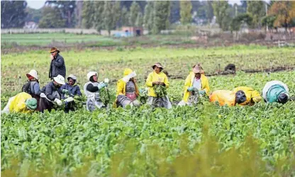  ?? /Siphiwe Sibeko/Reuters ?? Harvest: Workers pick spinach at a farm in Klippoortj­ie, outside Johannesbu­rg. Household income strongly benefited in the short run from the higher minimum wage.