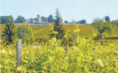  ?? FOTOS: KLINK ?? In den Hügeln rund um das Castello di Buttrio gedeihen auch Rebsorten, die es typischerw­eise nur im Friaul gibt.