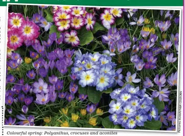  ?? N R O B L O C R & N Y/ M A L A s: e r u t c i P ?? Colourful spring: Polyanthus, crocuses and aconites