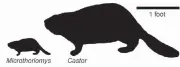  ?? SKETCH BY JOSHUA SAMUELS, U.S. NATIONAL PARK SERVICE, VIA AP ?? The modern beaver, at right, dwarfs its prehistori­c relative, Microtheri­omys brevirhinu­s.