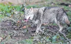  ?? FOTO: ULMER/IMAGO ?? In der Anlage in Bad Rippoldsau-Schapbach lebt derzeit nur ein Wolf, ein weibliches Tier aus Litauen.