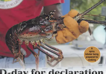  ?? ?? A spiny lobster being prepared for cooking