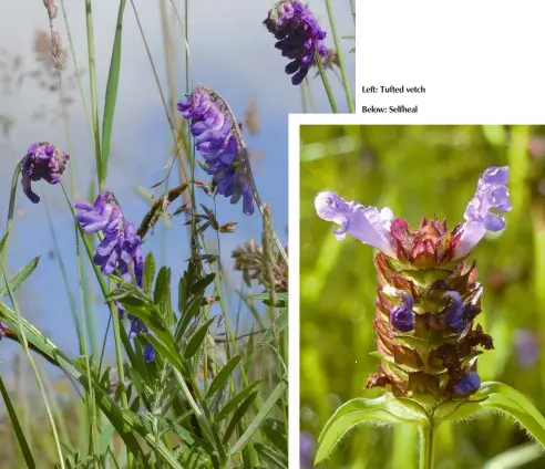  ??  ?? Left: Tufted vetch
Below: Selfheal