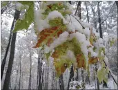  ?? DEAN FOSDICK — THE ASSOCIATED PRESS ?? This photo of snow-laden trees near New Market, Va., that haven’t yet dropped their leaves making them more prone to damage, illustrate­s how climate change keeps bending the rules and goals of home gardeners.