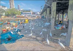  ?? PRATIK CHORGE/HT ?? Cattle egrets roam around the closed Sassoon Dock fish market on Saturday.