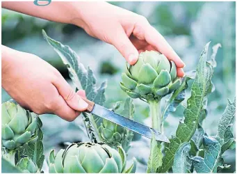  ??  ?? ● Growing your own artichokes is easy and the results are delicious