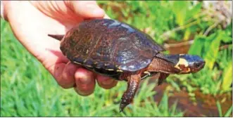  ?? PHOTO COURTESY UNITED STATES DEPARTMENT OF AGRICULTUR­E ?? Bog turtles are the smallest and one of the rarest turtle species in North America.