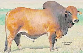  ?? Picture: Boran Cattle Society of South Africa ?? LIKE FINE WHISKY. The boran stud named Jameson that President Cyril Ramaphosa recently bought at auction for R500 000 to increase his breeding stock.