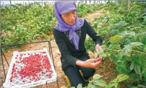  ?? WANG PENG / FOR CHINA DAILY ?? A farmer picks raspberrie­s in a farm at Minning Township in Yinchuan, capital city of Ningxia Hui autonomous region.