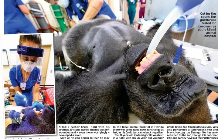  ??  ?? Care: A vet checks Shango’s mouth
Out for the count: The gorilla was tested for coronaviru­s at the Miami animal hospital