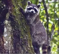  ??  ?? Raccoons have long been hunted and trapped for food and furs. They are abundant throughout Arkansas and among the most often seen of our furbearers.