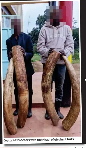  ??  ?? Captured: Poachers with their haul of elephant tusks