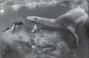  ?? Photo submitted ?? A photo by Amos Nachoum, a world-famous ocean photograph­er who will speak at Pitt-Bradford Feb. 17, shows a leopard seal about to devour a gentoo penguin.