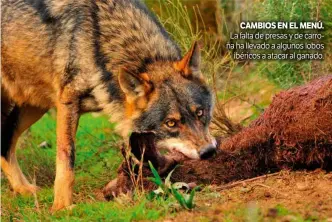  ??  ?? La falta de presas y de carroña ha llevado a algunos lobos ibéricos a atacar al ganado.