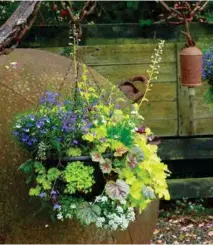  ??  ?? BELOW: Baskets in semi-shade feature assorted Heucherell­a varieties with annuals; lobelia, golden pyrethrum and alyssum.