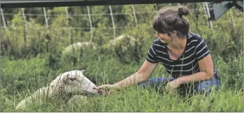  ?? ?? HEATHER AINSWORTH – FREELANCER, FR120665 AP CORNELL UNIVERSITY researcher Niko Kochendoer­fer pets a sheep grazing at a solar farm at Cornell University in Ithaca, N.Y., Friday, Sept. 24, 2021. Kochendoer­fer says initial data from her three-year study shows light grazing produces abundant bees and wildflower­s, while keeping plants from shading panels. Some rare bee species are turning up.