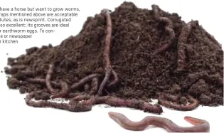  ?? ?? Worm compost is perhaps the most beneficial ingredient you could add to your container soil mix. To make it, you will need a wormery, containers for which you can find online starting at around $50, or you can make your own. After obtaining your worms — red wigglers from any bait shop will do — add them to a box or plastic tub containing a mixture of vegetable and fruit peels, coffee grounds, eggshells, shredded newspaper and any other worm-friendly materials to set your wormery in motion. If you put a lid on your homemade wormery, make sure it has ventilatio­n holes (same for the container’s sides) and that drainage holes, covered with a layer of newspaper, are on the bottom.
Many years ago, I visited the wormery (well, he called it a worm farm) of Stewart East. He grew the sweetest parsley I had ever tasted. It grew in full sun on a windy slope in Saugus. In a place like Saugus, where summers are hot and dry, you doubt parsley could grow year round, much less thrive, without some protection from the elements. Yet Stewart East harvested from his parsley plants several times a week, 52weeks a year. His secret, he said, was worms.
East had been growing red wigglers for 50years. Also known simply as redworms, they grow to about 4 inches long. They are shorter and thinner than the gray worms or night crawlers that live in your garden soil and find refuge under your flower pots.
East’s original wormery was on an apartment balcony. He used grass clippings and soil to culture them. “Earthworms need some sort of grit or roughage to grind down the decaying organic matter that they eat,” East said. Over the years, he had experiment­ed with a variety of materials for growing his worms. He found horse manure to be the most successful.
“The alfalfa hay in horse manure is an excellent source of roughage for the worms,” East explained. “The manure’s moisture-holding capacity is also ideal for worms; they simply cannot survive under dry conditions. That is why you typically don’t find worms in compost piles, which are often not moist enough for worms to feel at home. But don’t use cow manure; worms cannot grow in it because of the salt.”
If you don’t have a horse but want to grow worms, the kitchen scraps mentioned above are acceptable manure substitute­s, as is newsprint. Corrugated cardboard is also excellent; its grooves are ideal repositori­es for earthworm eggs. To contain the manure or newspaper or cardboard or kitchen scraps, make a frame — East’s was a single level of cinder blocks 8 feet wide by 10 feet long — and sprinkle in a pound of red