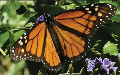  ?? PAT SULLIVAN — THE ASSOCIATED PRESS ?? The number of monarchs continues to be alarmingly low according to recent counts.