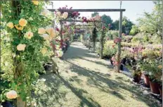  ??  ?? OLD SCHOOL: A pergola walk of old roses in the Keurbos Nursery gardens.