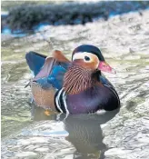  ?? SAM YEH AFP/GETTY IMAGES ?? A Mandarin duck, normally only seen in China, is finding mallards very welcoming in New York City.