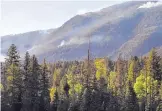  ?? MARLA BROSE/JOURNAL ?? The Thompson Ridge Fire burns in the Jemez Mountains in 2013. A court order has halted timber management in New Mexico’s national forests.