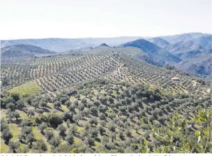  ?? CÓRDOBA ?? Paisaje del olivar en la provincia de Jaén, dentro de la candidatur­a a Patrimonio Mundial.