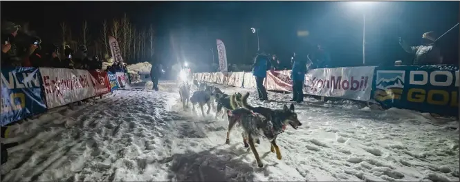  ?? Photos by The Iditarod/David Poyzer ?? DESHKA LANDING— Dallas Seavey and his dog team reach the finish cute at Deshka Landing, sealing the fifth victory of Dallas Seavey.