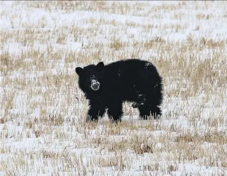  ?? ROB EVANS ?? A black bear favouring a hind leg continues to loiter in a farmer’s field near Springbank, west of Calgary, on Tuesday.