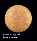  ??  ?? Diameter, egg cell: Some 0.12 mm