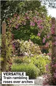  ?? ?? VERSATILE
Train rambling roses over arches