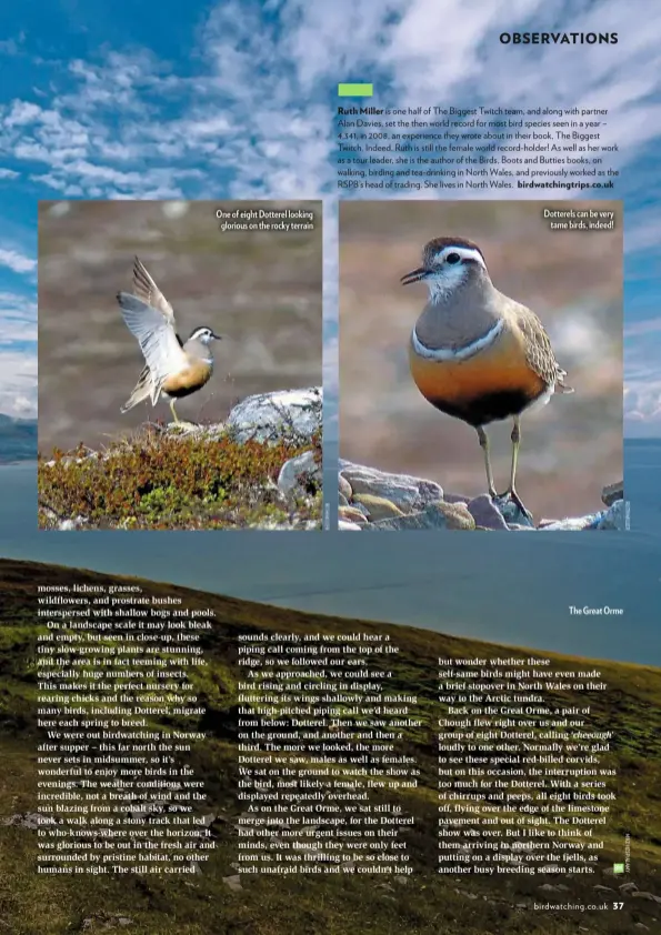  ??  ?? One of eight Dotterel looking glorious on the rocky terrain
Ruth Miller birdwatchi­ngtrips.co.uk
Dotterels can be very tame birds, indeed!
The Great Orme