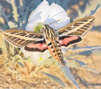  ?? —AFPphotoby­RonWolf/University­ofWashingt­on ?? This handout picture provided by the University of Washington shows a white-lined sphinx pollinatin­g a pale evening primrose flower.
